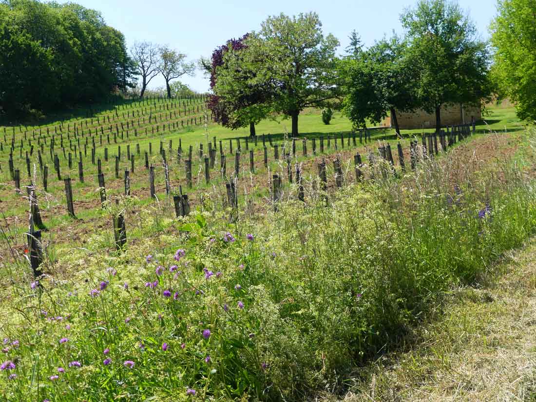 Arbre planté cœur de foret